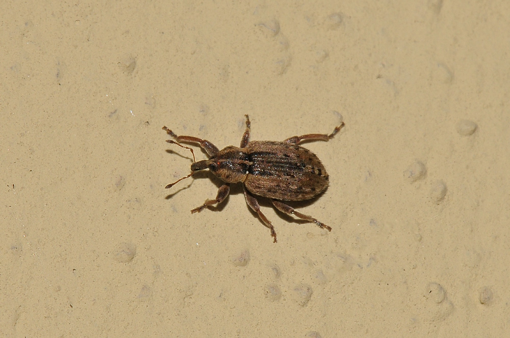 Hypera postica